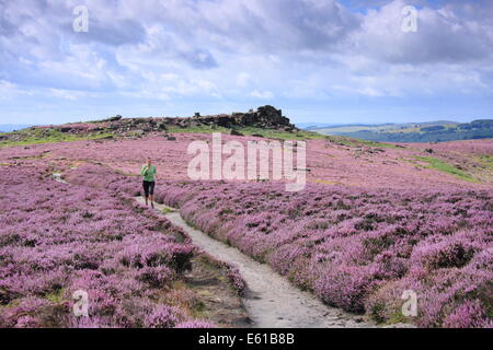 Peak District, Hathersage Moor, UK. 11. August 2014. Wetter: An einem hellen und stürmischen Morgen im Peak District geht ein fiel Läufer glorreichen lila und Magenta Heide in voller Blüte auf Hathersage Moor in der Nähe von Sheffield. Heather Moor ist gleichbedeutend mit dem Moorhuhn schießen Saison, die im Gange Morgen bekommt (12 August). Bildnachweis: Matthew Taylor/Alamy Live-Nachrichten Stockfoto