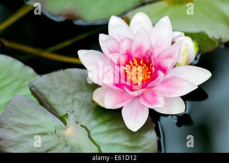 Seerose Stockfoto