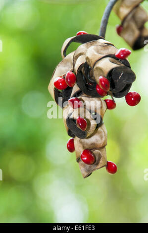 Glänzend rote Circassian Samen hängen von Baum Stockfoto