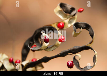 Glänzend rote Circassian Samen hängen von Baum Stockfoto