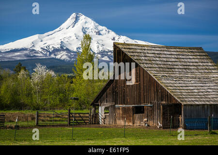 Ein Bauernhof Scheune mit dem schneebedeckten Gipfel des Mt. Hood in der Nähe von Parkdale, Oregon, USA. Stockfoto