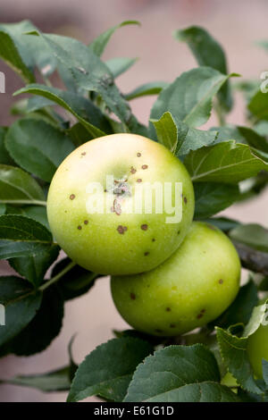 Bitter Pit auf Äpfel in einem englischen Obstgarten. Stockfoto