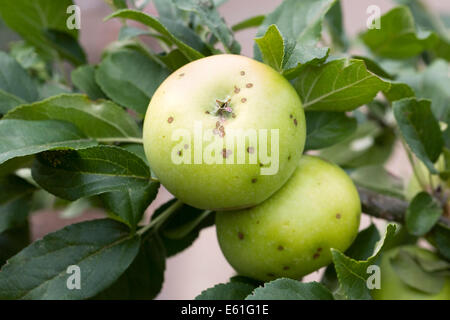 Bitter Pit auf Äpfel in einem englischen Obstgarten. Stockfoto