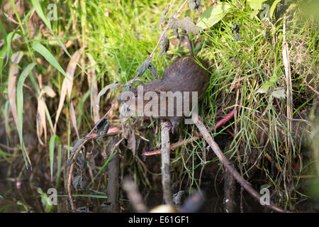 Arvicola Amphibius - Schermaus im Königreich, schauen neugierig, während am Ufer eines Flusses thront Stockfoto