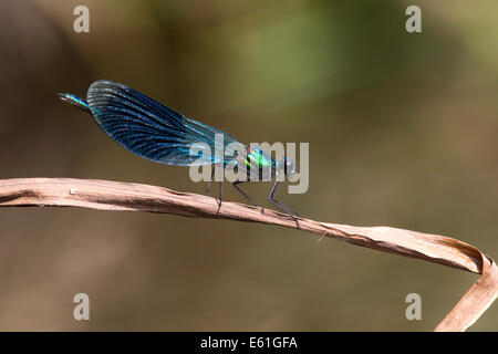 Calopteryx Splendens - männliche gebändert Demoiselle gehockt ein getrocknete Schilfrohr Stockfoto