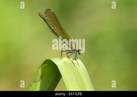 Calopteryx Splendens - thront weibliche gebändert Demoiselle auf ein Rohr in einem Fluss Stockfoto