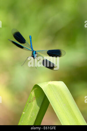 Calopteryx Splendens-männliche gebändert Demoiselle im Flug aussteigen auf ein Rohr Stockfoto