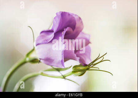 Lisianthus. Texas Bluebell, Enzian Stockfoto