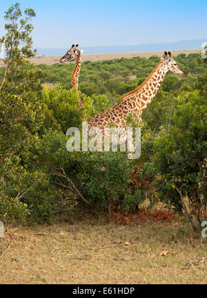 Zwei Giraffen in der Masai Mara, Kenia Stockfoto