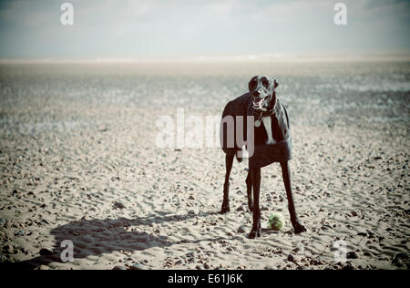 Ein Windhund Hund am Strand im winter Stockfoto