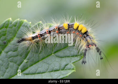 Rostige Tussock Moth Raupe (Orgyia Antiqua) auf Johannisbeer-Blatt Stockfoto