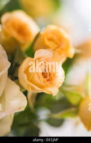 Pfirsich farbigen Rosen als Teil einer floralen Bouquet. Stockfoto