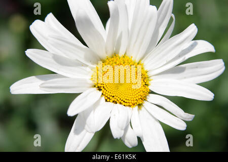 Einkopf Daisy Nahaufnahme Stockfoto