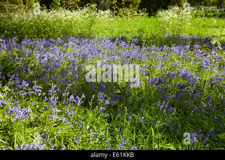 Glockenblumen auf einer Wiese an einem hellen, sonnigen Tag in Surrey, England Stockfoto