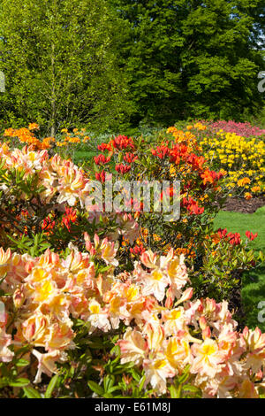 Azaleen, Rhododendren und Frühlingsblumen blühen in Kew Gardens, London Stockfoto