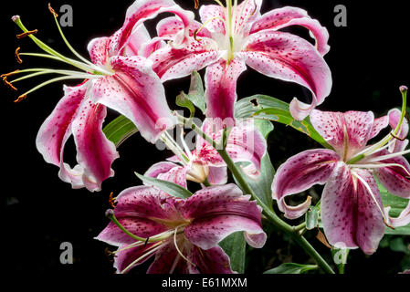 Rosa Lilien Stockfoto