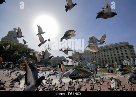 Schwarm Tauben am Placa de Catalunya, Barcelona, Spanien Stockfoto