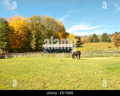 Pferd und Stall im Herbst Stockfoto