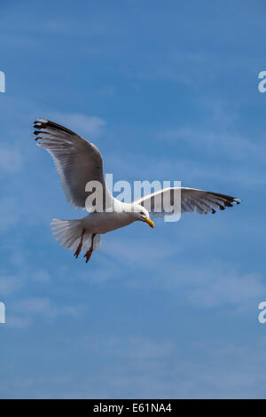 Vertikale Schuss von ring-billed Möwen fliegen gegen blauen Himmel Stockfoto