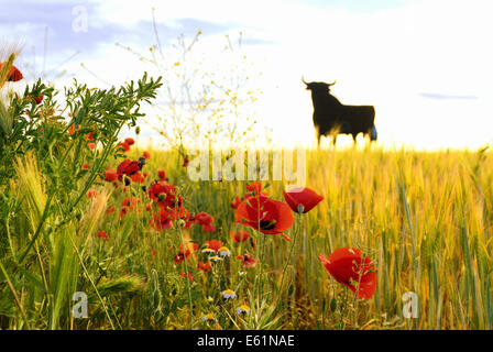Bull Straßenschild dominieren die spanischen Straßen als ein inoffizielles Symbol nur außerhalb von Barcelona, Spanien Stockfoto