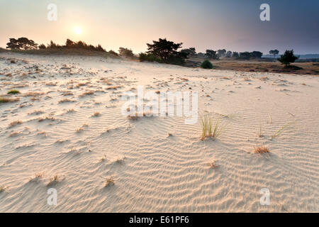 Sonnenuntergang über Sand Düne im Sommer, Drents Friese würde, Friesland, Niederlande Stockfoto