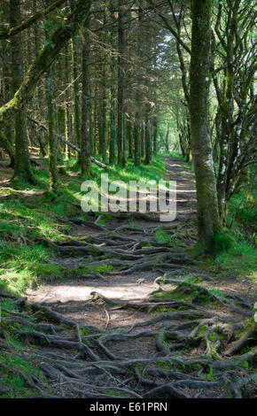 Eine gefleckte sonnigen Weg durch Wald Bäume Stockfoto