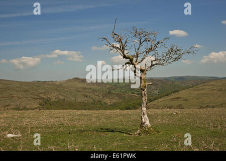 Ein einsamer Baum zeichnet sich gegen den Himmel über Dartmoor National Park Stockfoto