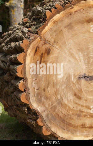 Schwarz-Pappel (Populus Nigra). Querschnitt des vor kurzem Schnitt und gesägten Stammes zeigt tief zerfurcht Rinde. Stockfoto