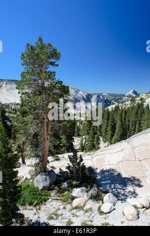 Blick vom Granitfelsen der Olmsted Point in Richtung Half Dome, Yosemite NP Stockfoto