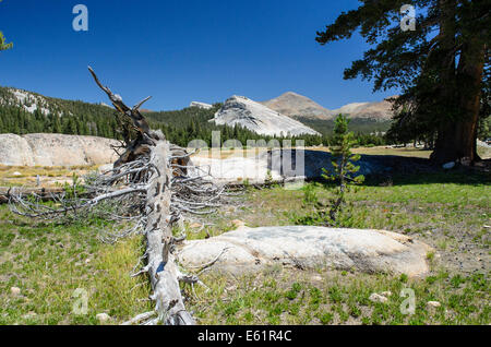 Gefallenen toten Baumstamm in Tuolumne Meadows, mit Lembert Dome in der Bachground. Yosemite NP. Stockfoto