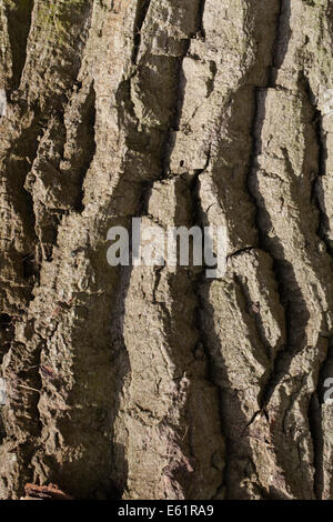 Schwarz-Pappel (Populus Nigra). Stamm zeigt tief zerklüftet und zerfurcht Rinde. Stockfoto