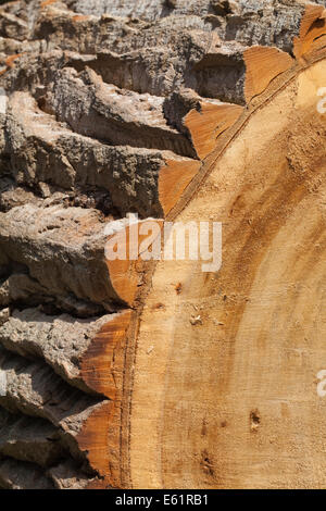 Schwarz-Pappel (Populus Nigra). Abschnitt des vor kurzem Schnitt und gesägten Stammes zeigt tief zerfurcht Rinde. Stockfoto