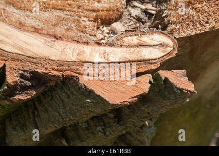 Schwarz-Pappel (Populus Nigra). Teil eines kürzlich umgestürzten Baumes. Zeigt tief zerklüfteten zerfurcht, Rinde mit interniert zurückgebogen Stockfoto