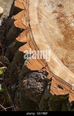 Schwarz-Pappel (Populus Nigra). Teil eines kürzlich umgestürzten Baumes. Stumpf gesägte Oberfläche zeigen tief zerklüftet und zerfurcht Rinde. Stockfoto