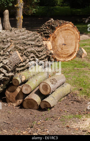 Schwarz-Pappel (Populus Nigra). Querschnitt durch eine kürzlich gefallenen Baumstamm zeigt tief zerklüftet und zerfurcht Rinde. Kofferraum gelegt auf gr Stockfoto