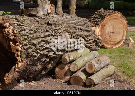 Schwarz-Pappel (Populus Nigra). Querschnitt durch eine kürzlich gefallenen Baumstamm tief zerklüftet und zerfurcht Rinde. Stamm Seite Zweig Protokolle. Stockfoto