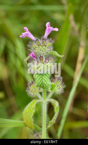 Selfheal, Prunella sp. Stockfoto