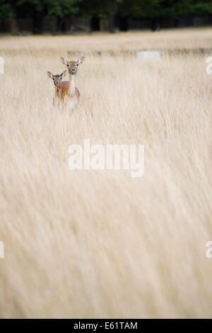 Bushy Park, London, UK. 11. August 2014. Mutter Damhirsch und Reh. Bildnachweis: Dave Stevenson/Alamy Live-Nachrichten Stockfoto