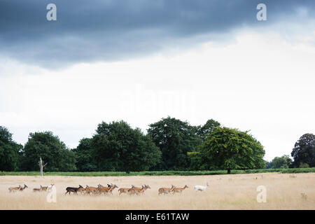 Bushy Park, London, UK. 11. August 2014. Kleine Herde Damhirsche. Bildnachweis: Dave Stevenson/Alamy Live-Nachrichten Stockfoto