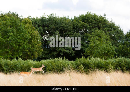 Bushy Park, London, UK. 11. August 2014. Damhirsche springen durch lange Rasen in Bushy Park. Bildnachweis: Dave Stevenson/Alamy Live-Nachrichten Stockfoto