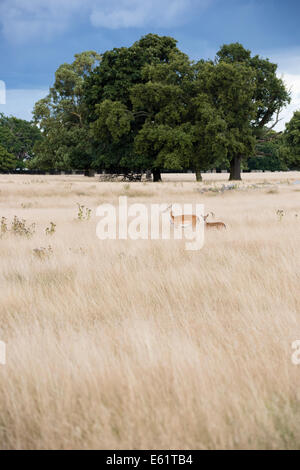 Bushy Park, London, UK. 11. August 2014. Mutter Damhirsch und Reh. Bildnachweis: Dave Stevenson/Alamy Live-Nachrichten Stockfoto