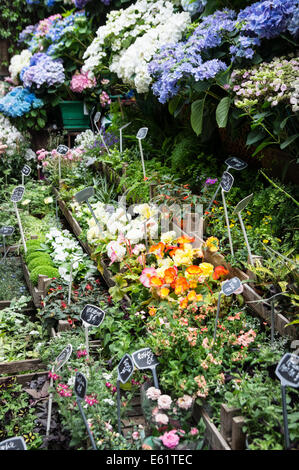 Blumenmarkt auf der Île De La Cité in Paris, Frankreich Stockfoto