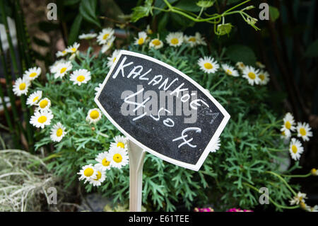 Blumenmarkt auf der Île De La Cité in Paris, Frankreich Stockfoto