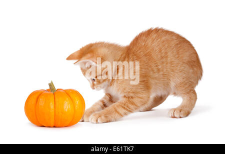 Süße orange Kätzchen spielen mit einem Mini Kürbis isoliert auf einem weißen Hintergrund. Stockfoto