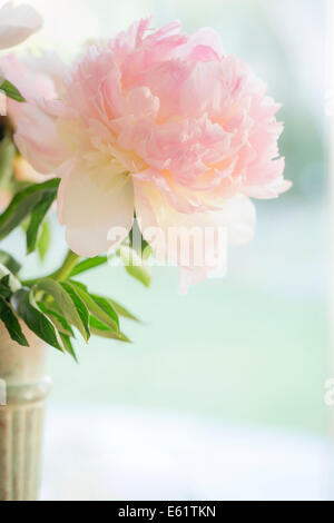 Nahaufnahme von rosa Blume in vase Stockfoto