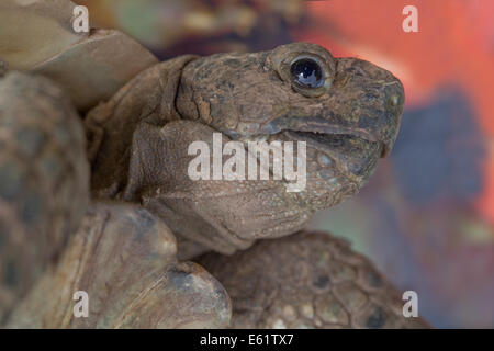 Mediterrane Sporn-thighed Tortoise (Testudo Graeca). Kopf einer Warnung, gesund, gut gepflegt, lange Begriff Haustier. Stockfoto