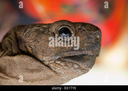Mediterrane Sporn-thighed Tortoise (Testudo Graeca). Nahaufnahme des Kopfes. Profil. Stockfoto
