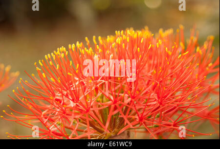 Extreme Nahaufnahme Blume, Feuerball Lily, Kenia, Afrika, Stockfoto