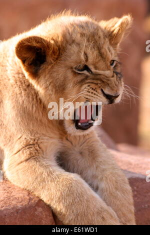 Ein vier Monate altes Lion cub Gähnen. Stockfoto