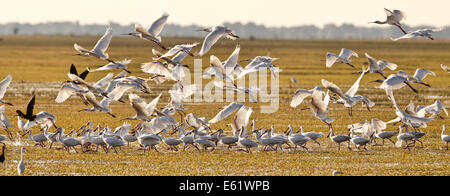 Bangweulu Feuchtgebiete, Sambia, ist einer der besten Orte, um die Beflockung Vögel sehen und der einzige Ort, schwarze Letschwe zu sehen. Stockfoto